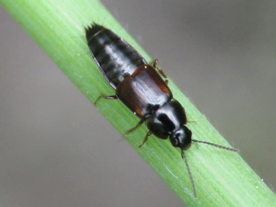 Tachinus sp.