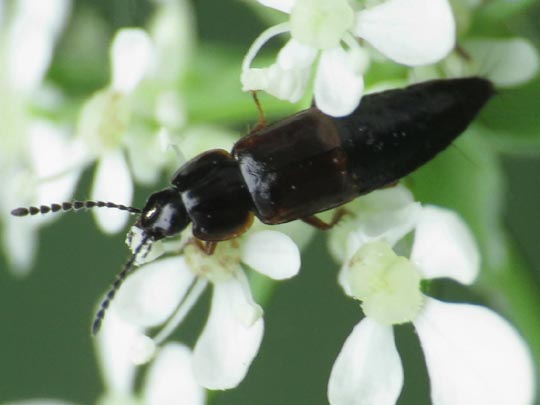 Tachinus sp.