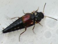 Tachyporus sp.