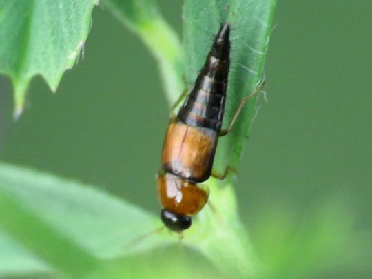 Tachyporus sp.
