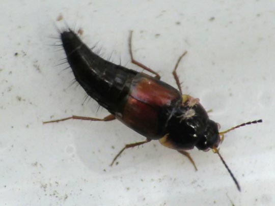 Tachyporus sp.