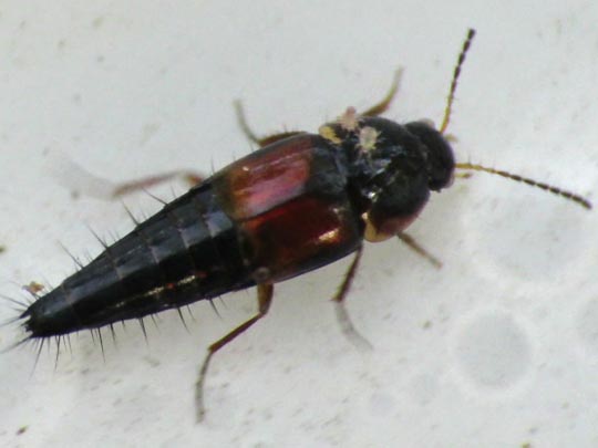Tachyporus sp.