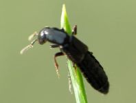Xantholinus sp.