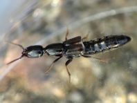 Xantholinus sp.