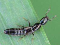 Xantholinus sp.