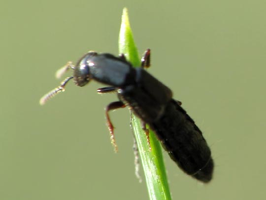 Xantholinus sp.