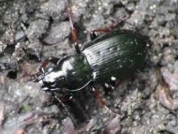 Carabidae