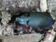Carabidae