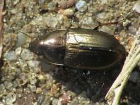 Carabidae