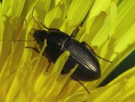 Carabidae