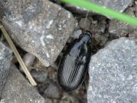 Carabidae