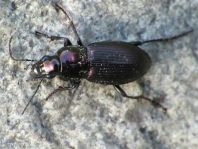 Carabidae