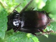 Carabidae