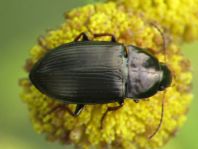 Carabidae