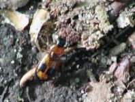 Carabidae