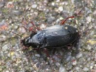 Carabidae