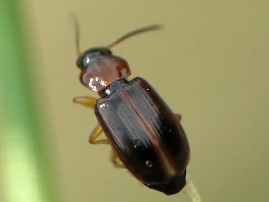 Acupalpus