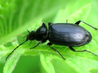 Agonum sp.