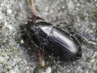 Amara