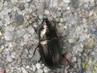 Amara aenea