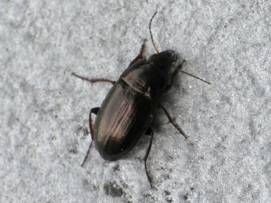 Amara