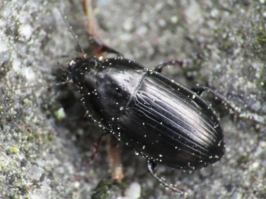 Amara