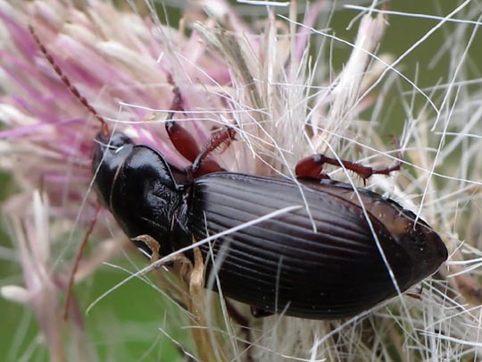 Amara aulica