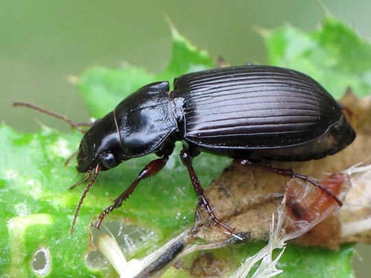Amara aulica