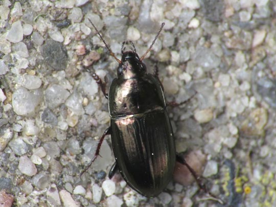 Amara aenea