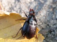 Amara aulica