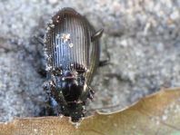 Amara aulica