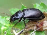 Amara aulica
