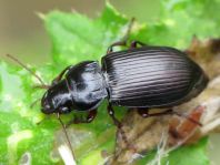 Amara aulica