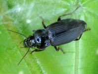 Anisodactylus binotatus