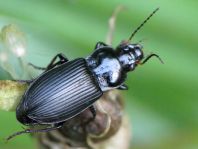 Anisodactylus binotatus