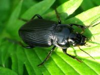 Anisodactylus binotatus