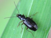 Badister sp.