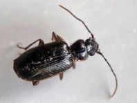 Badister sp.