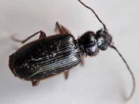 Badister sp.
