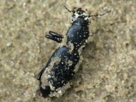 Broscus cephalotes
