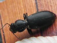Broscus cephalotes