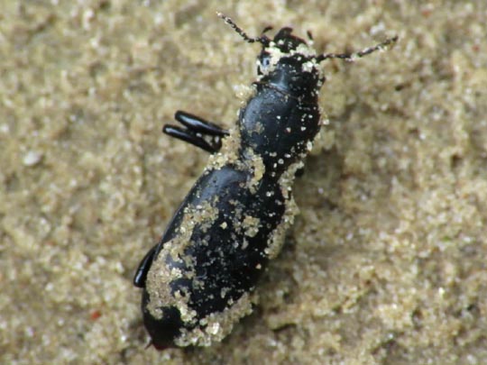 Broscus cephalotes