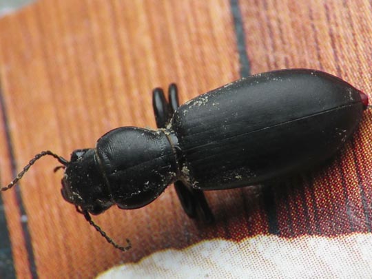 Broscus cephalotes