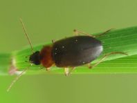 Calathus cf. melanocephalus