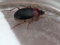 Calathus melanocephalus