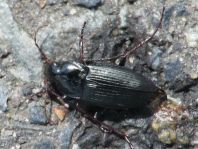 Calathus fuscipes