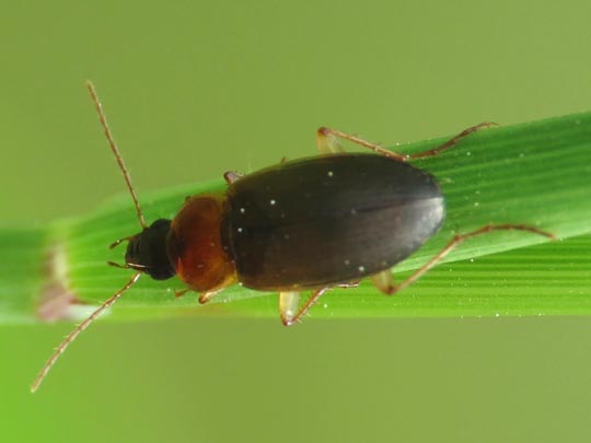 Calathus cf. melanocephalus