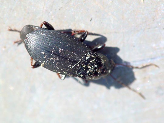 Calathus