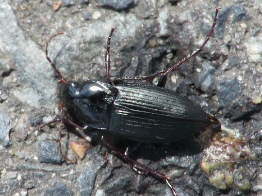Calathus fuscipes