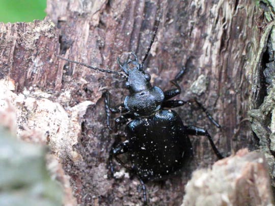 Calosoma inquisitor, Kleiner Puppenräuber